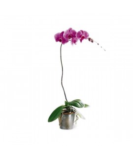 The Lavender Phalaenopsis Orchid The Lavender Phalaenopsis Orchid